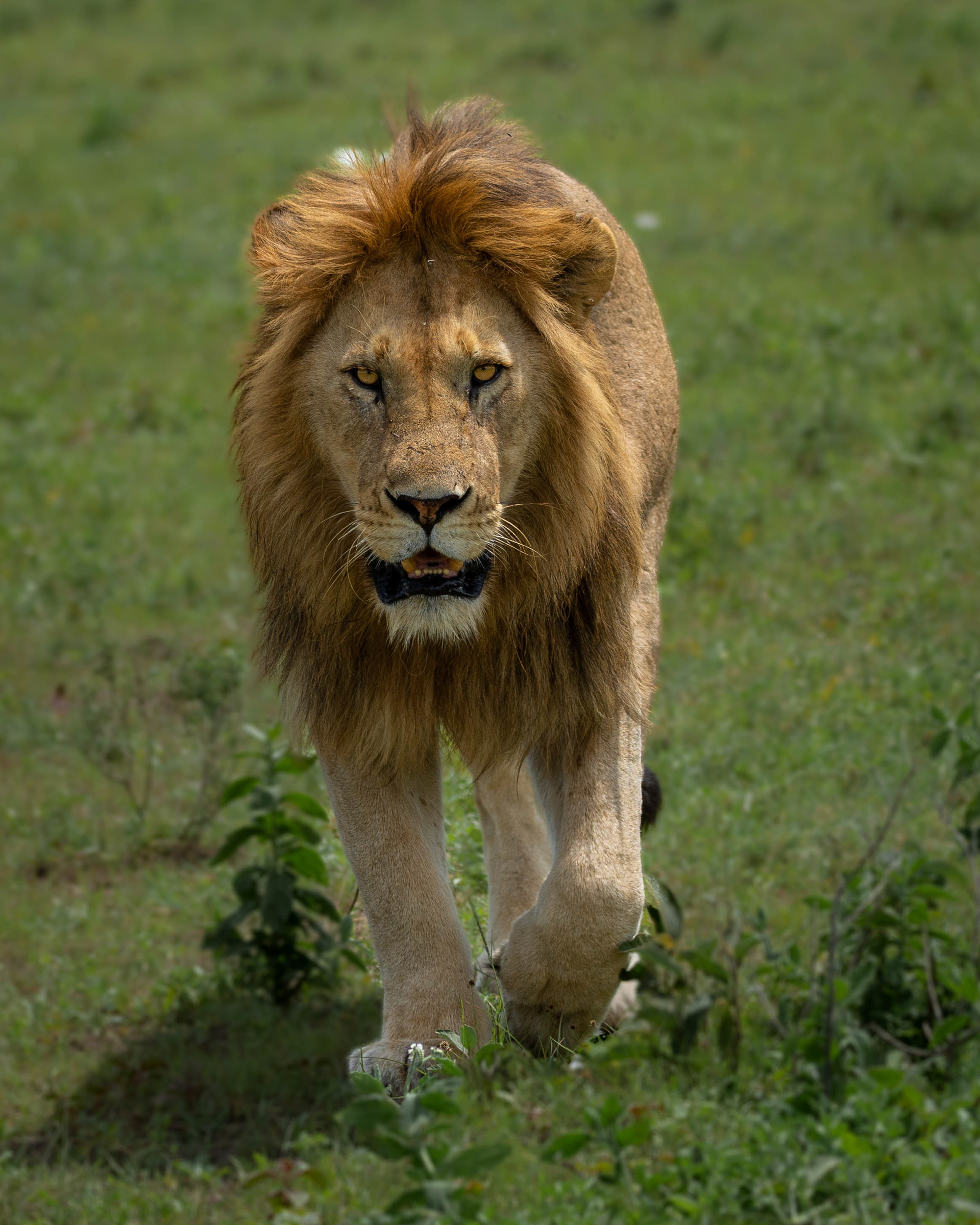 Lion walking towards you head on hits different. Clicked in Serengeti National Park 