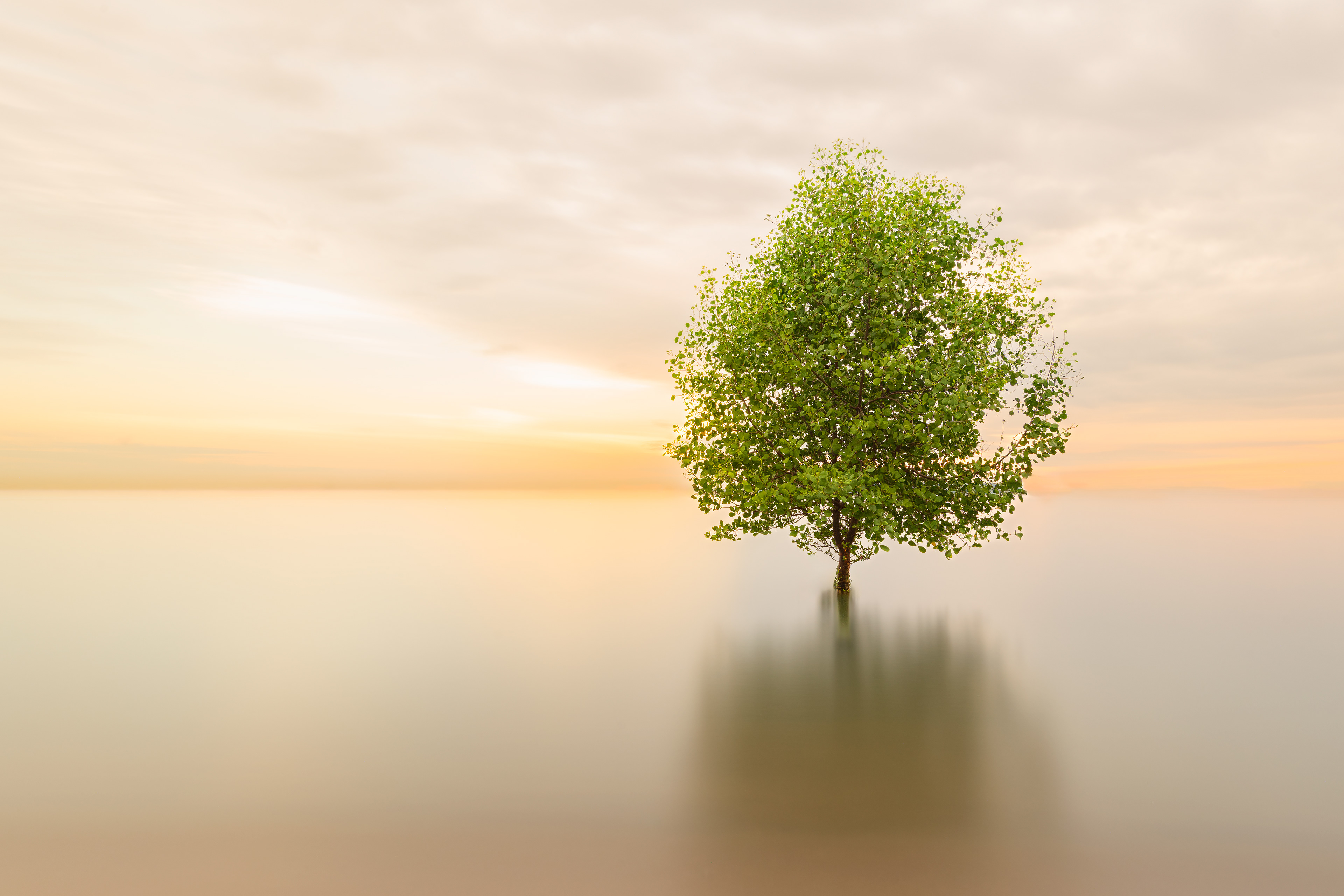 That Changi Tree, Singapore