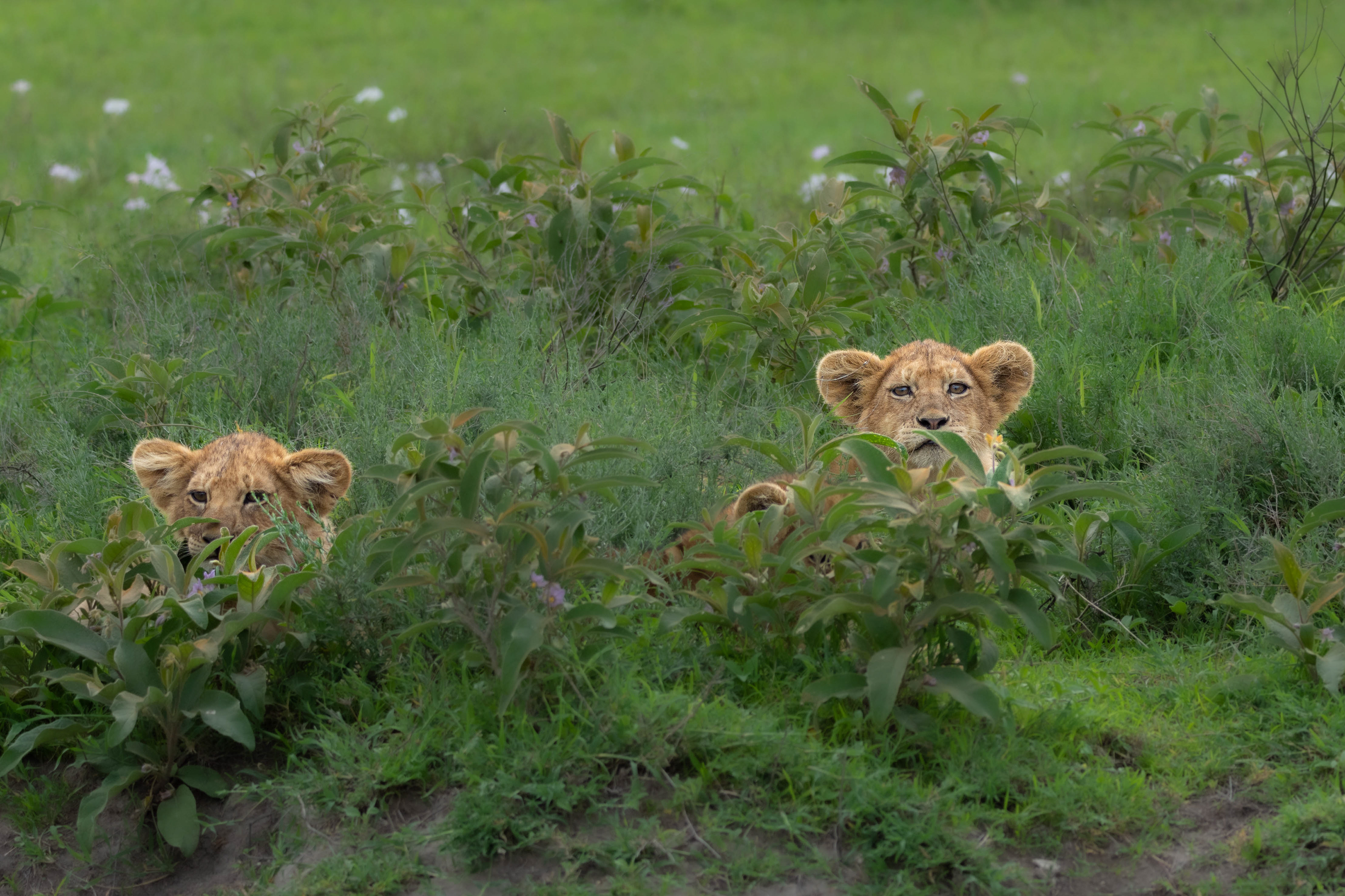 Peek a Boo- Serengeti National Park