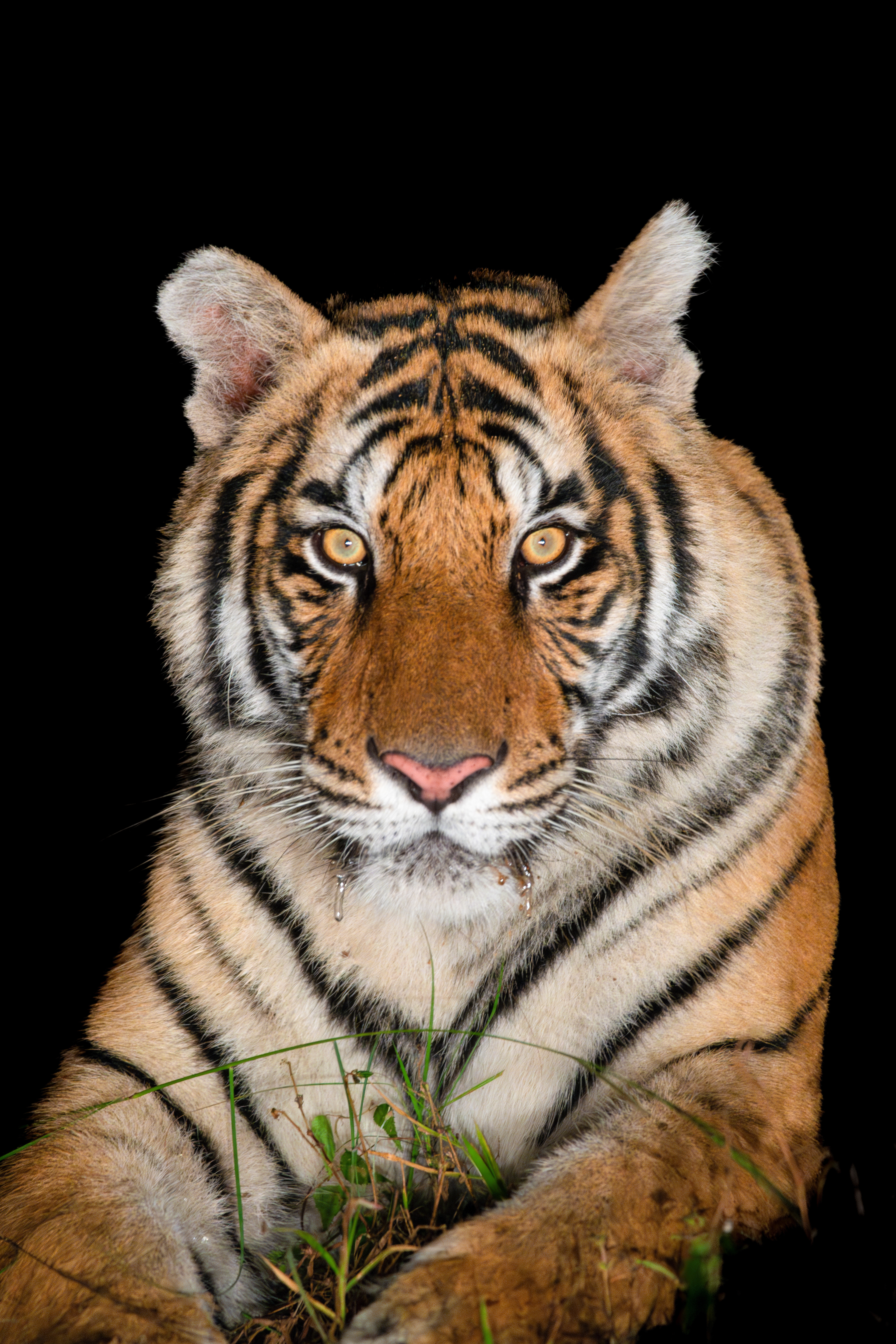 Encountering a Tiger at night in the wild is a surreal experience. Capturing a portrait of the experience is like winning the Lotto