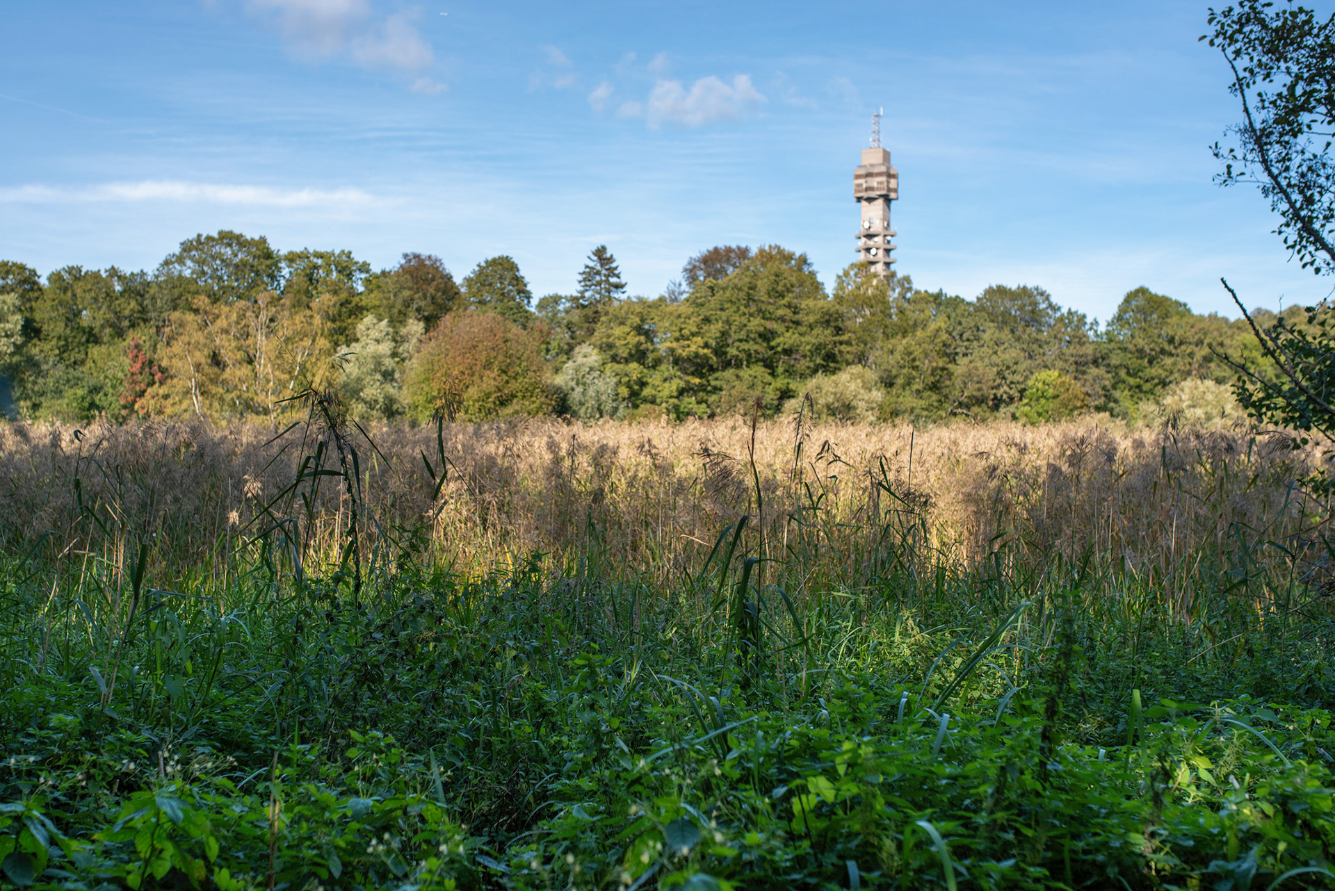 Djurgården & Kaknästornet