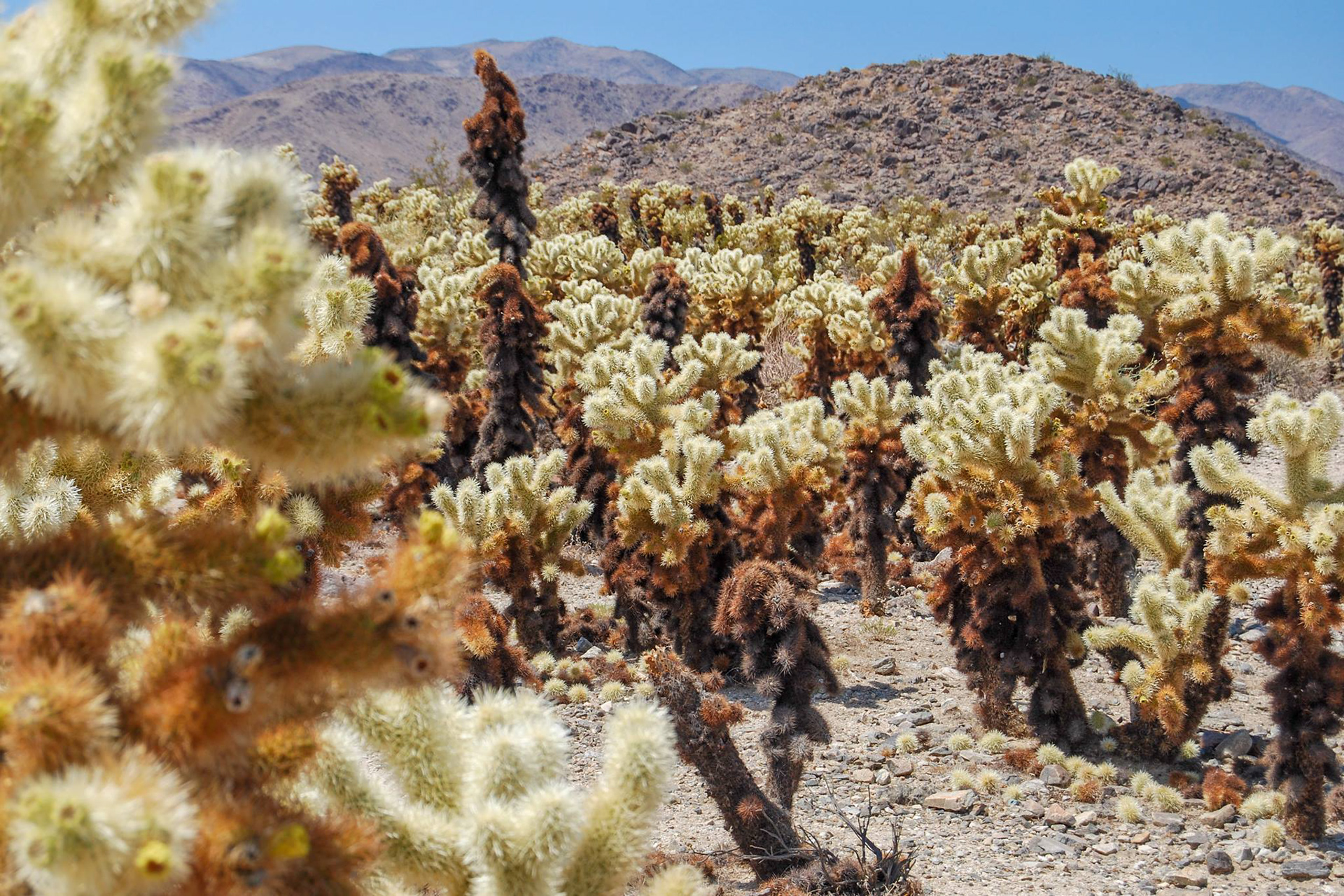 Joshua Tree National Park