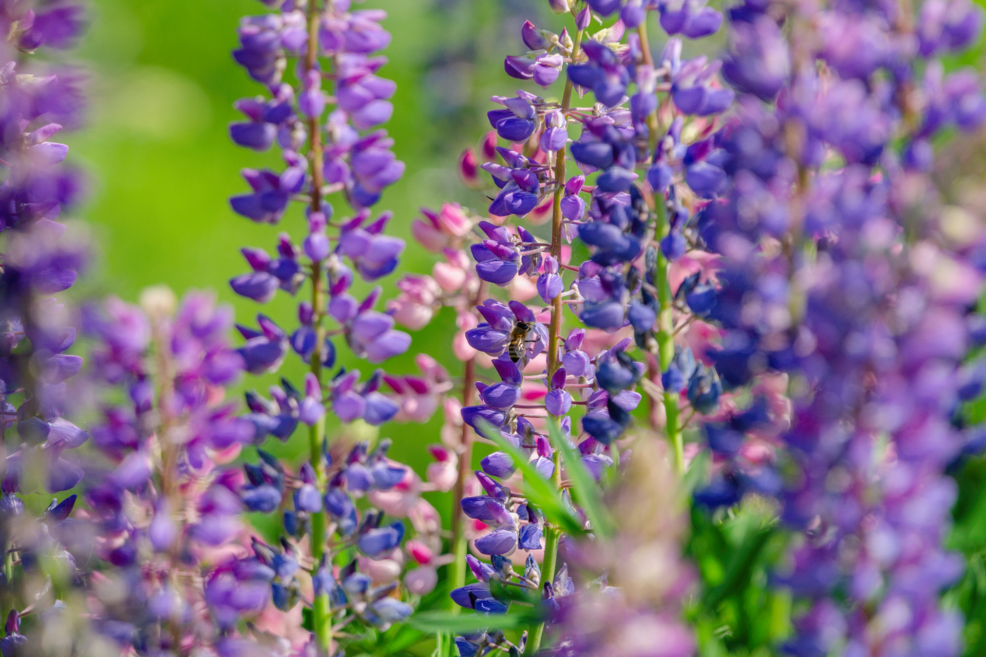 Blommor