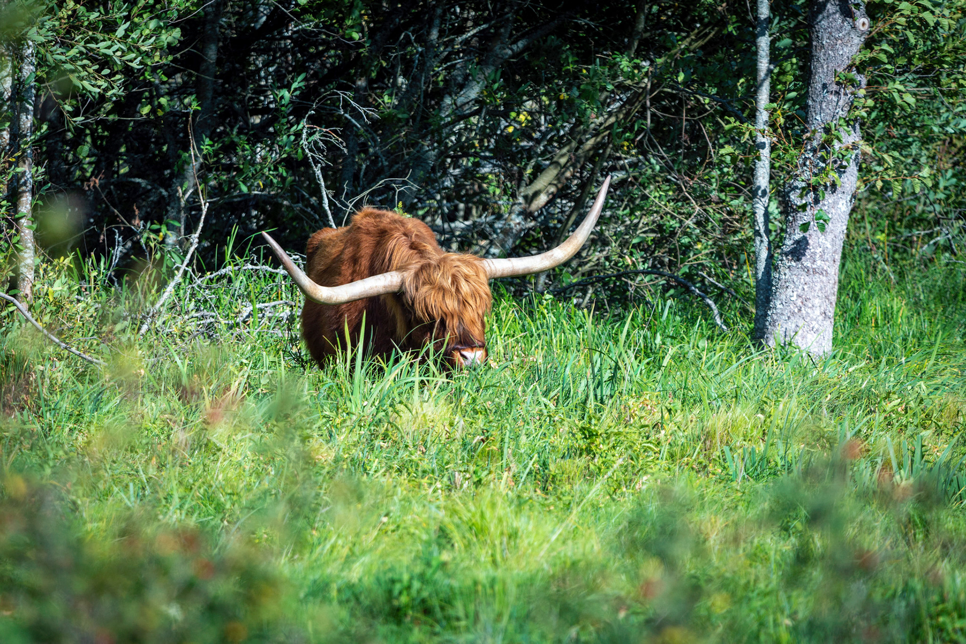 Highland cattle