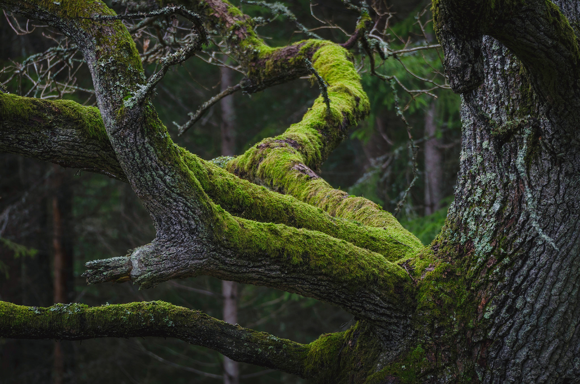 Gåseborg naturreservat, Järfälla