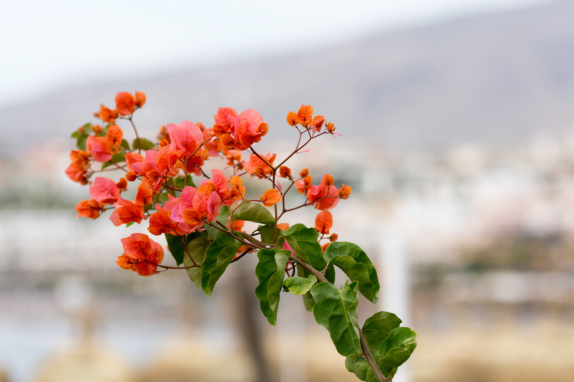 Teneriffa