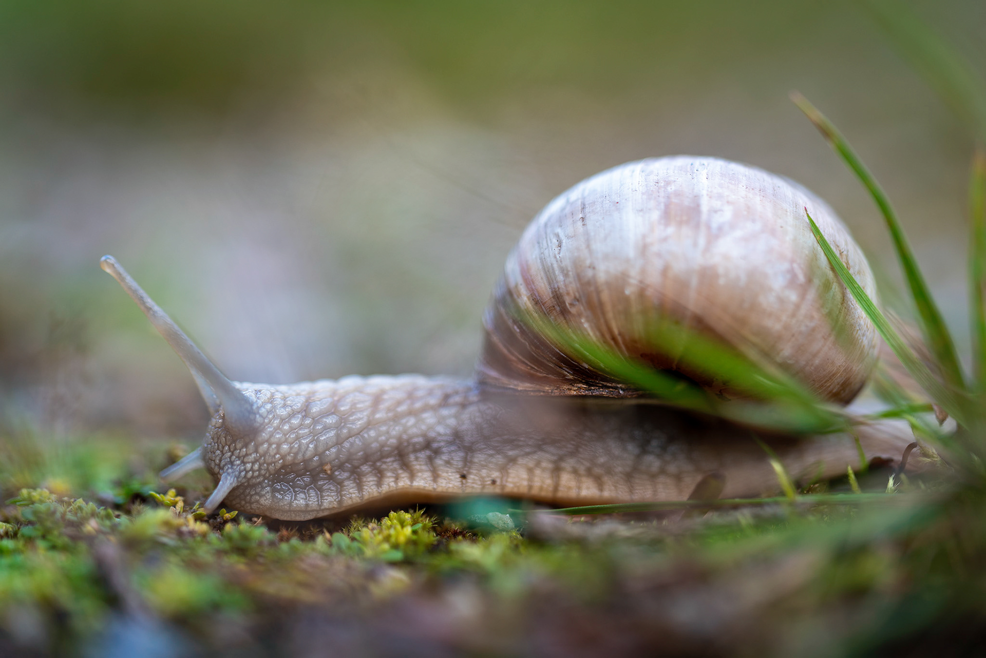Snigel