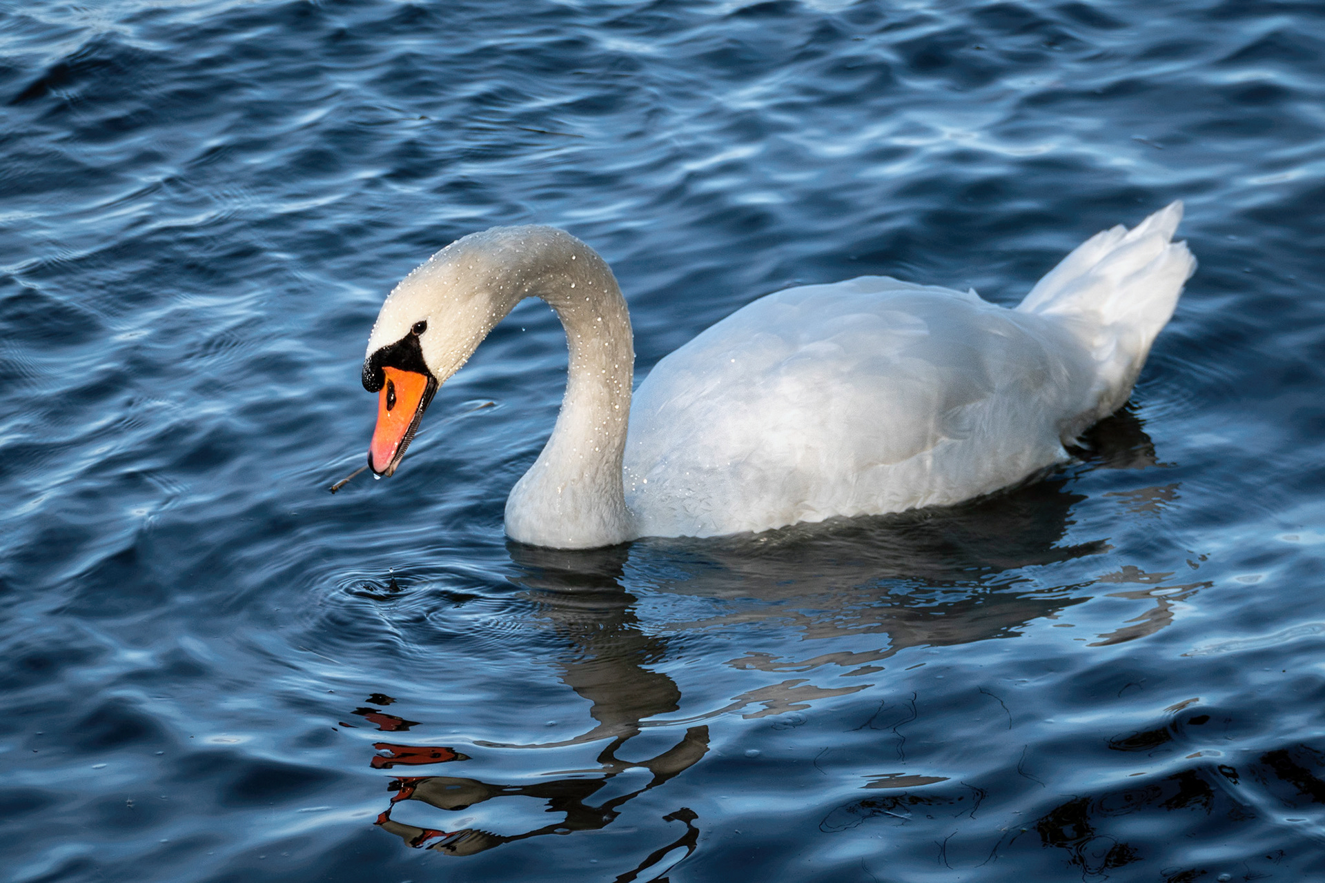 Svan på Djurgården