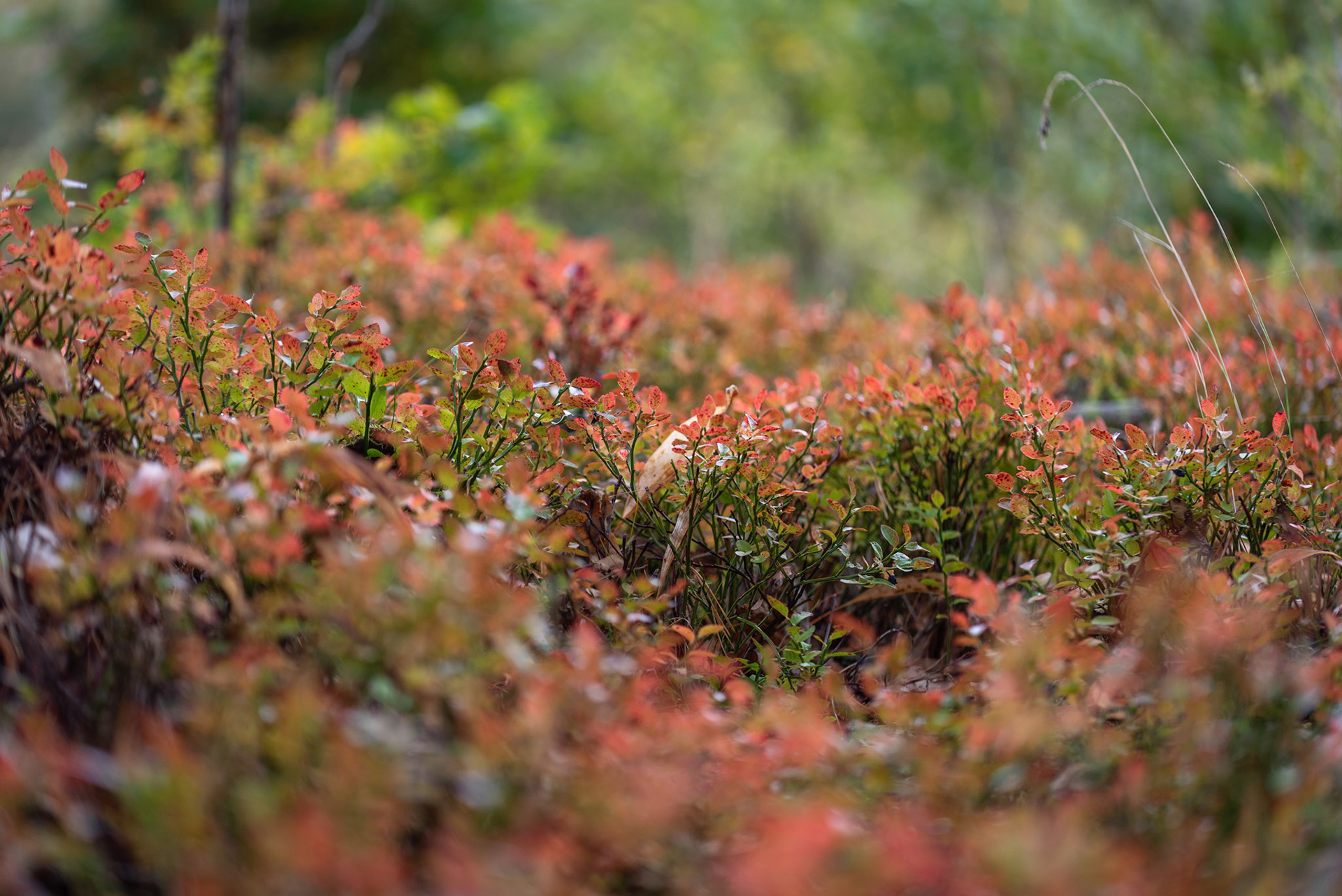 Vallensjö