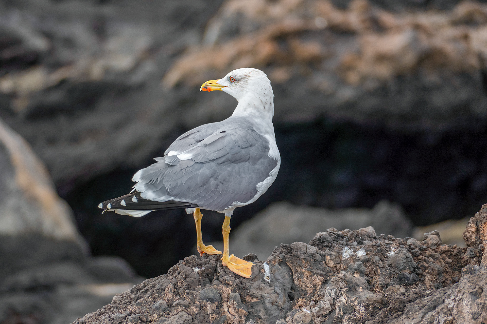 Lanzarote