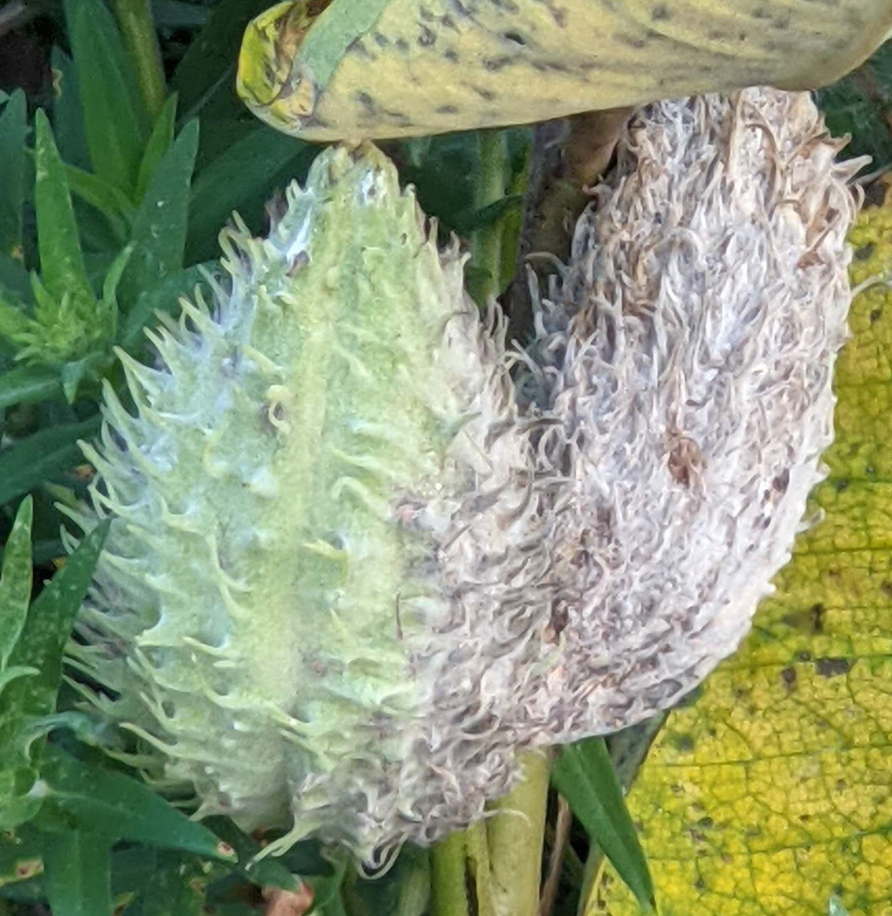 Milkweed
