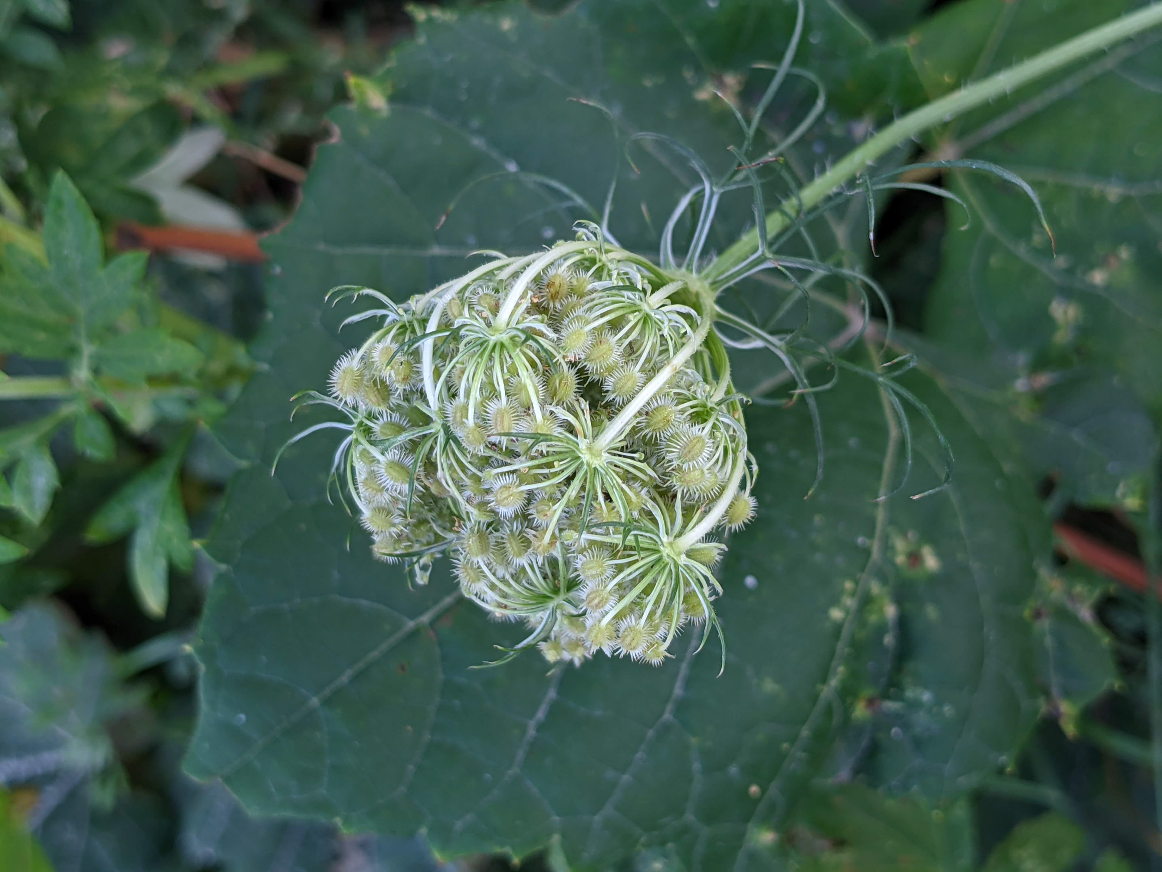 Wild carrot