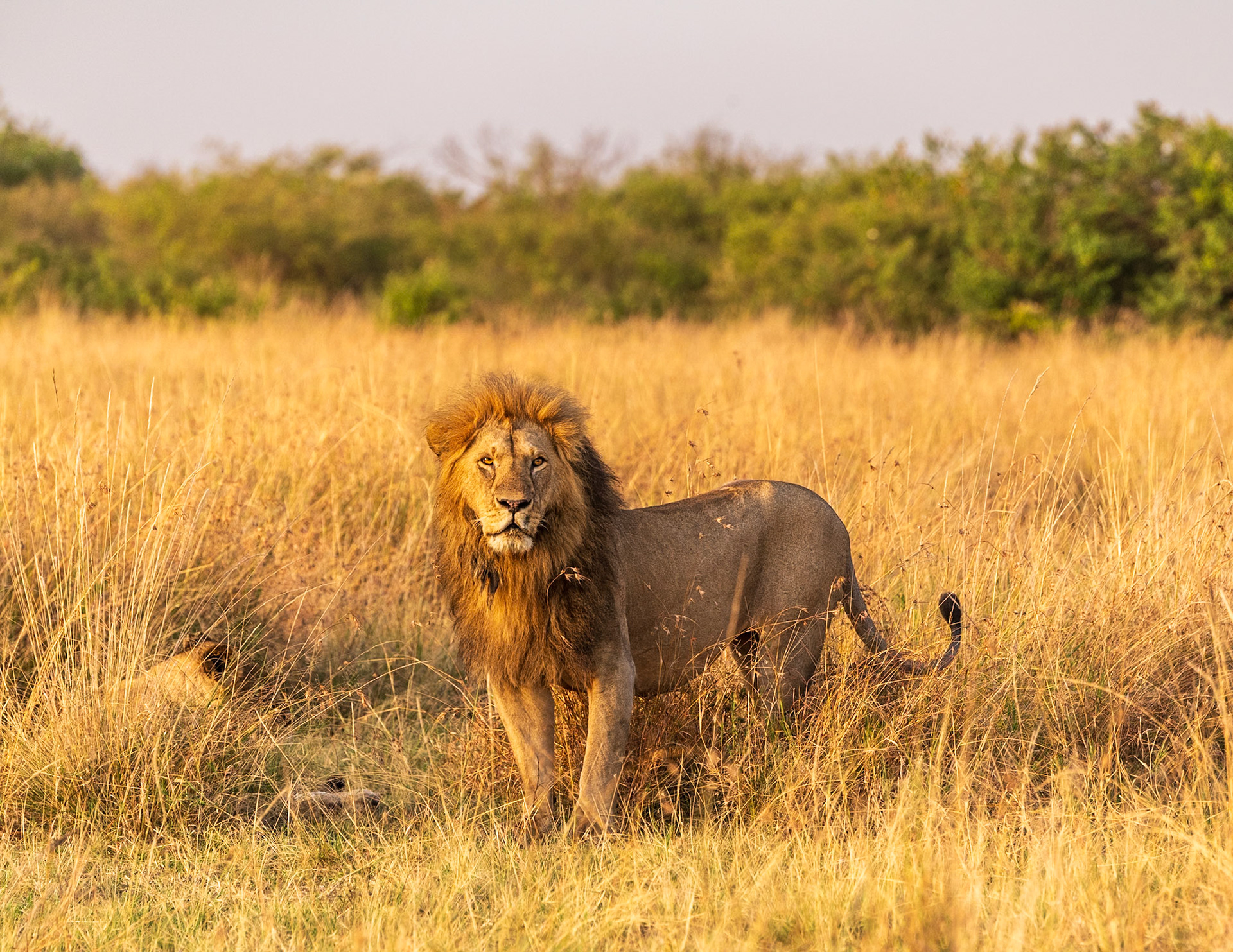 The King