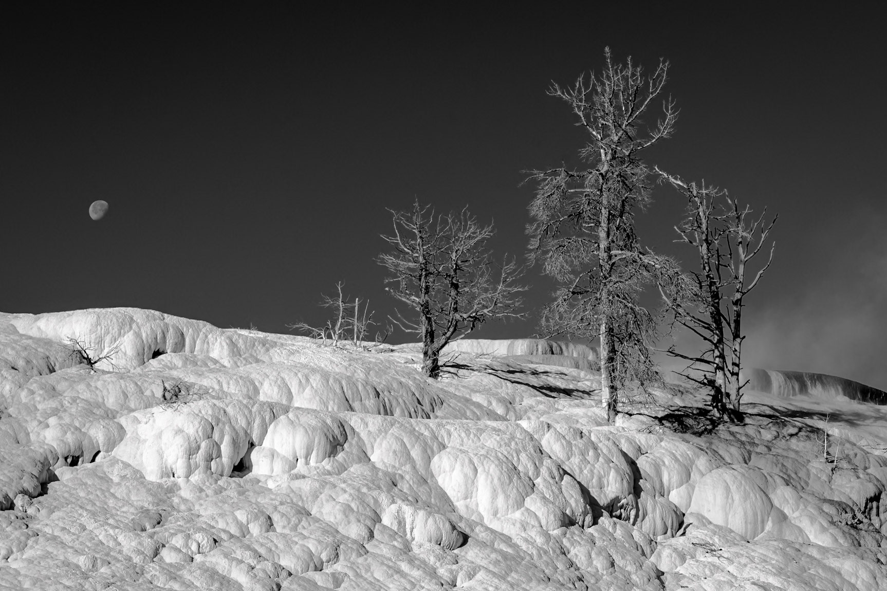 Tree Cemetery