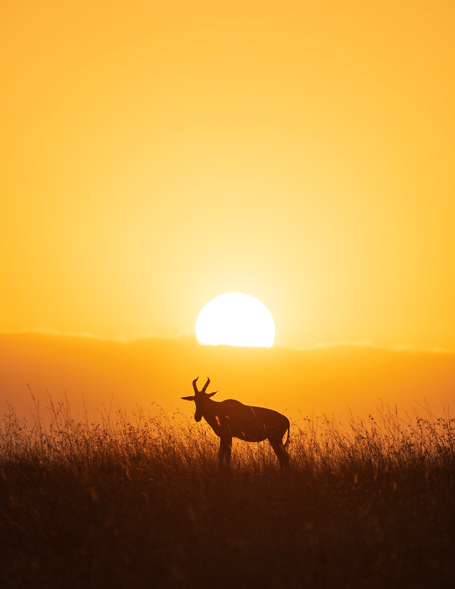 Topi Sunrise in the Mara