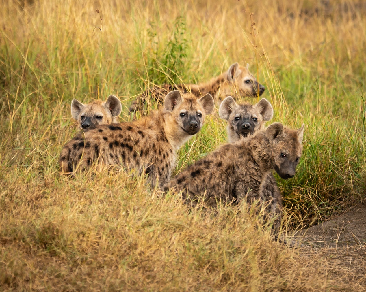 Rumbling Cubs
