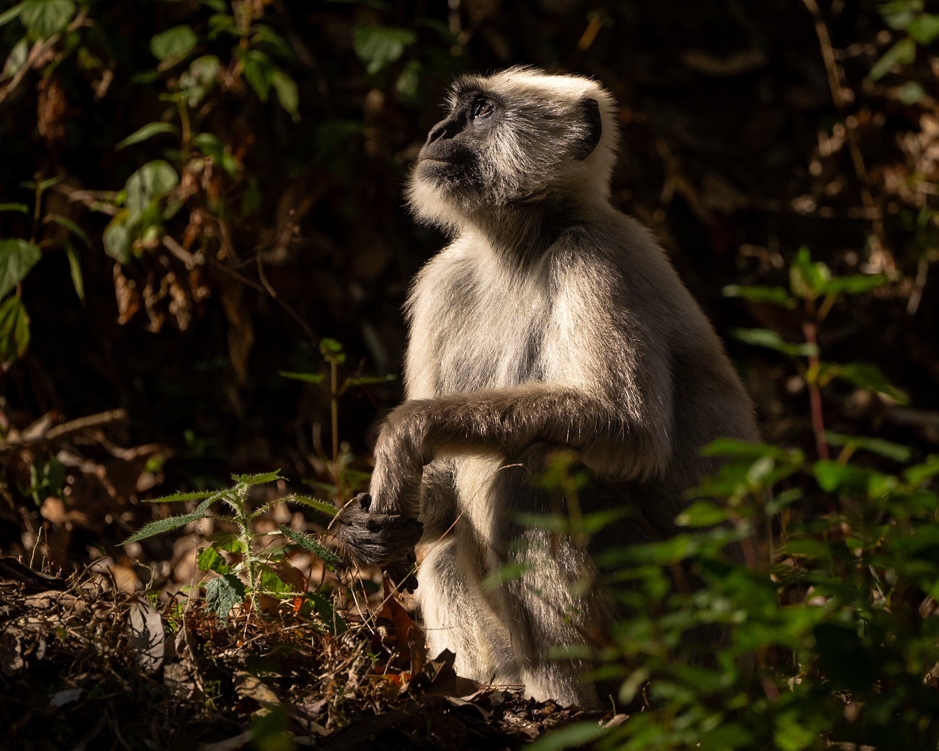 The Thinker