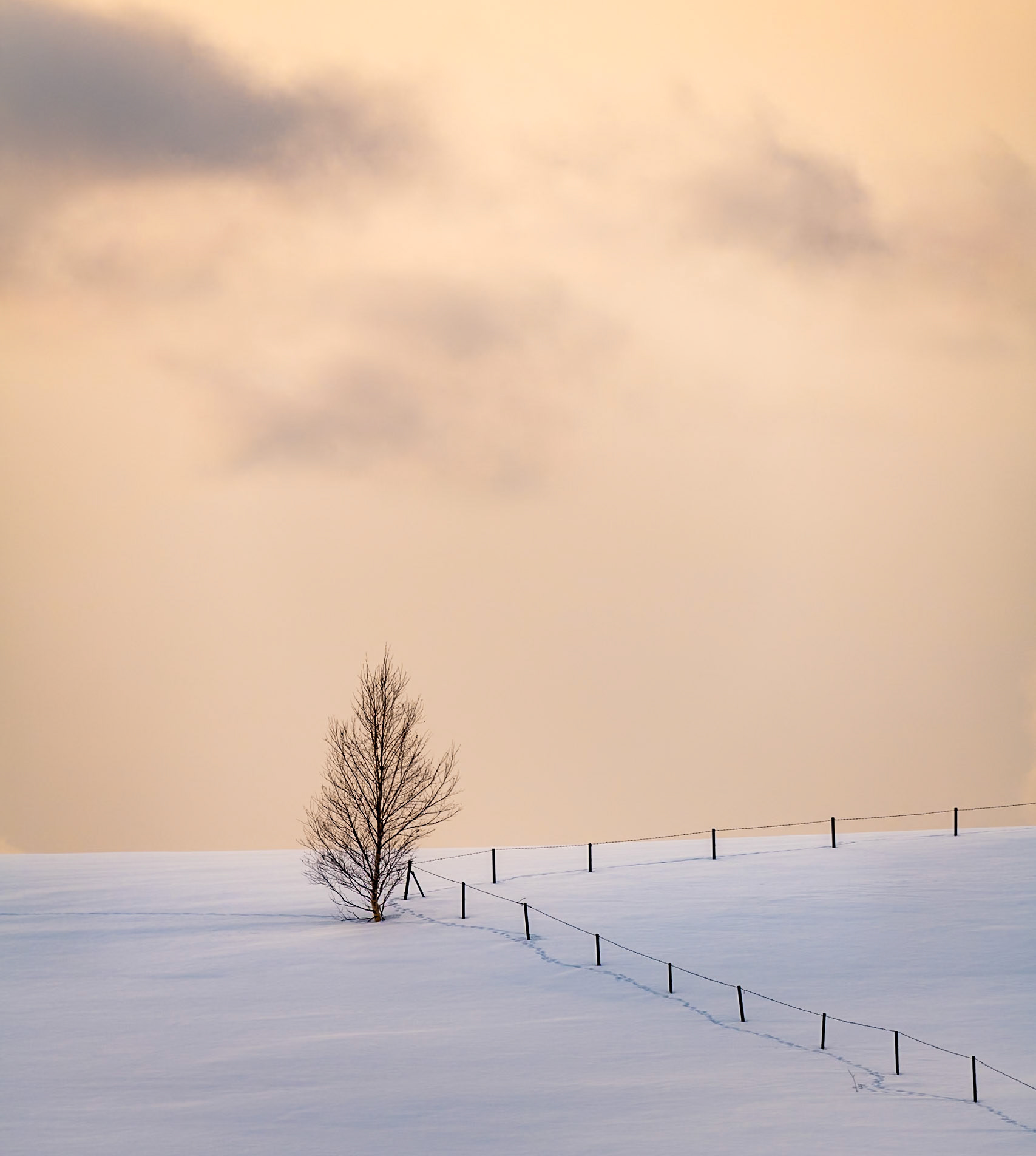 It was January in Biei, Japan, and I had hoped to capture minimalist photos of trees and  snow. It had been snowing almost constantly, until late on this afternoon when filtered sunlight broke through the clouds. I loved how the soft light created gentle shadows on the snow, and  I liked the simplicity of how the tree punctuated the corner of the fence. Later, when I looked at the photo again, I realized the shadow was not from the fence, but rather a set of footprints which created a story for me and I like the photo more. - Honorable Mention - iMinimalist , Awards - Landscape -2024