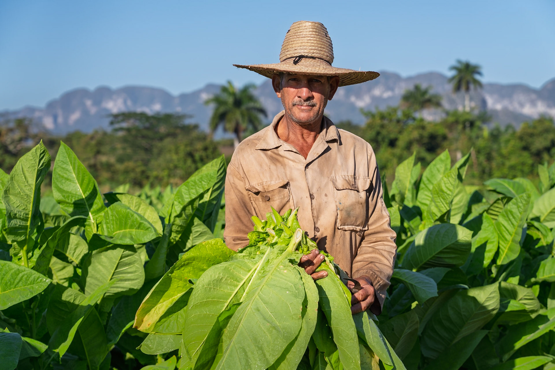 Vinales Tobacco Farmer