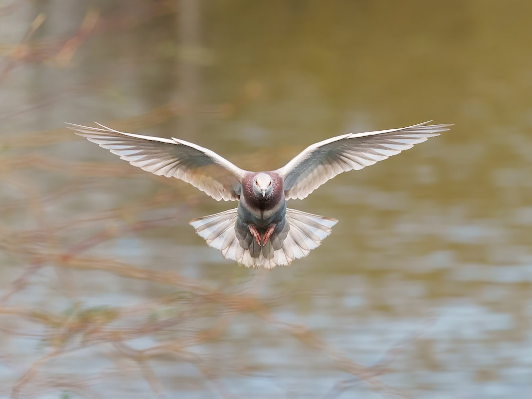 PCC Feb 24 - 1st in Nature A, Kathryn Dannay