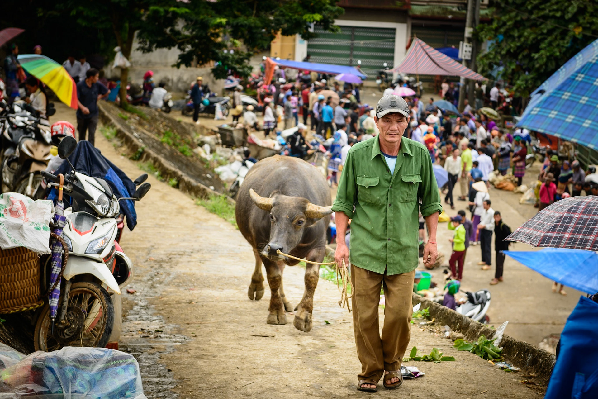With mixed emotions, he walks his water buffalo up to the market to be sold.