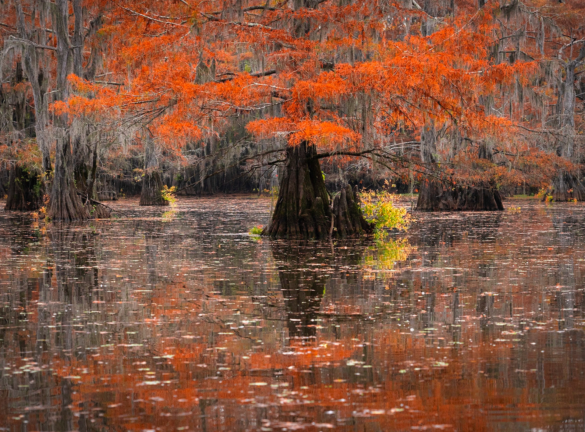 Fall Colors at Caddo Lake
