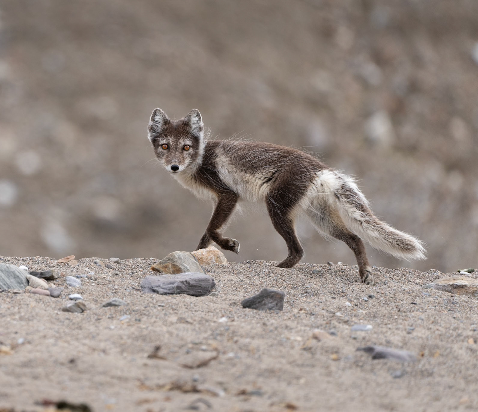 Arctic Fox in Svalbard