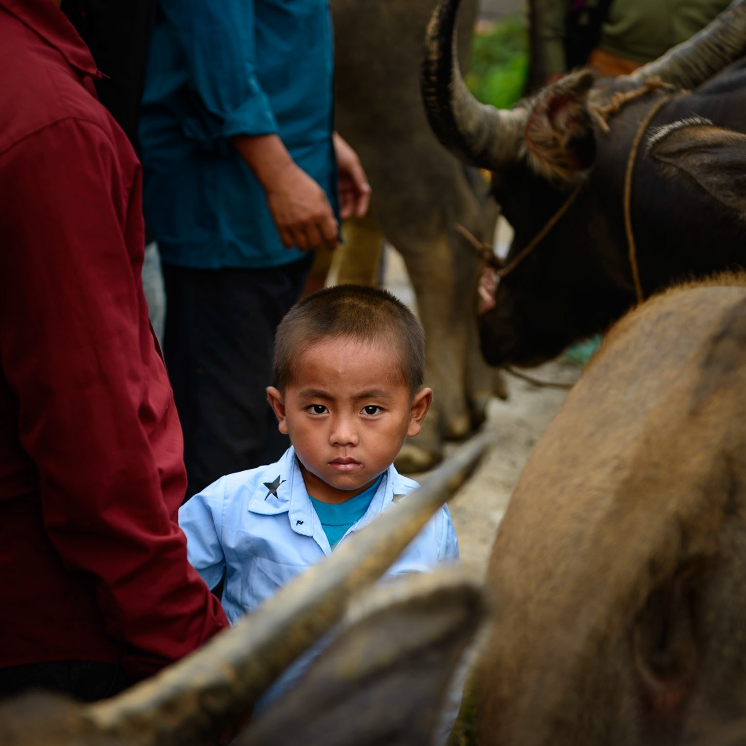 Market day in Bac Ha, Vietnam. Sellers are inciting their water buffalos to show off their power, while buyers line up to evaluate their prowess. Large horns are everywhere, huge bodies are snorting, hooves are pawing and yet this young child stood calmly next to his father amidst the chaos. It was not his first time to the weekly market.