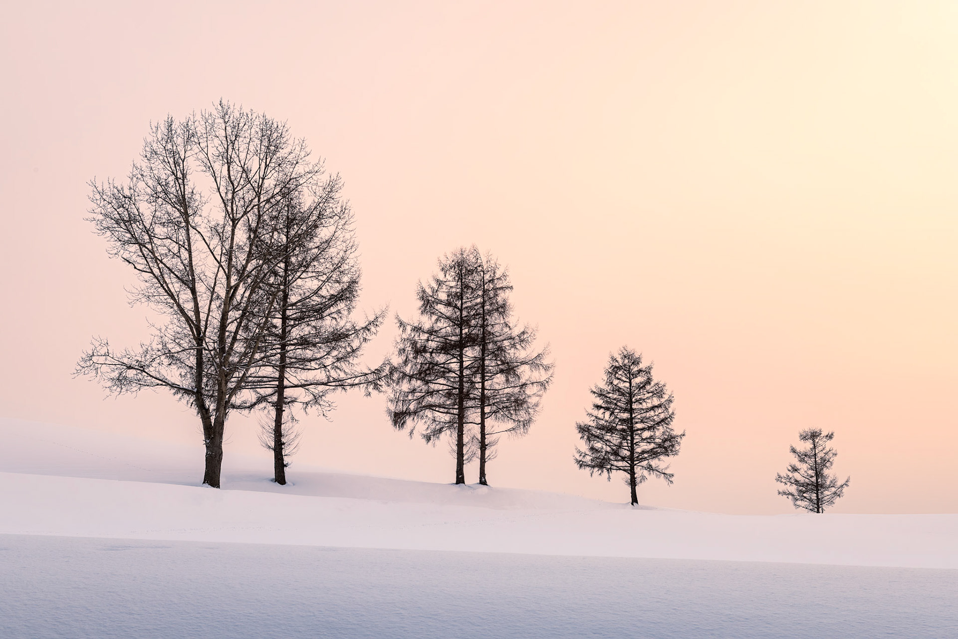 It was January in Biei, Japan, and I had hoped to capture minimalist photos of trees and  snow. When I saw this set of trees it made me think of the bars for the cell covereage that I should have, and didn't. IBut beyond that, When I saw this set of trees iIt was January in Biei, Japan, and I had hoped to capture minimalist photos of trees and  snow. When I saw this set of trees, I saw a amily.  Dad and mom are entwined in love, with the children of various ages standing apart, including a set of twins. PCC-May'24, HM in Fine Art