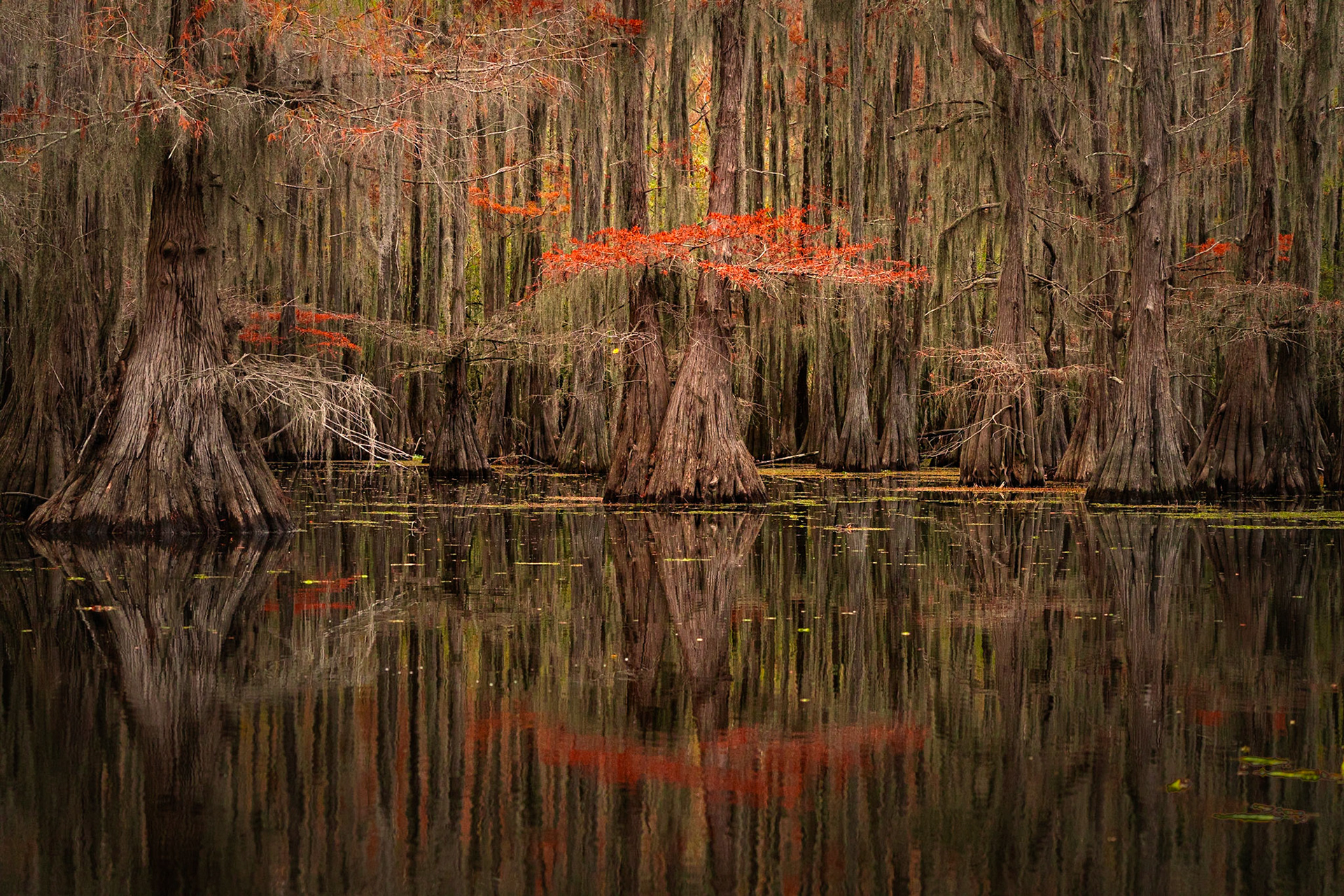 Cypress at Caddo Lake in Fall