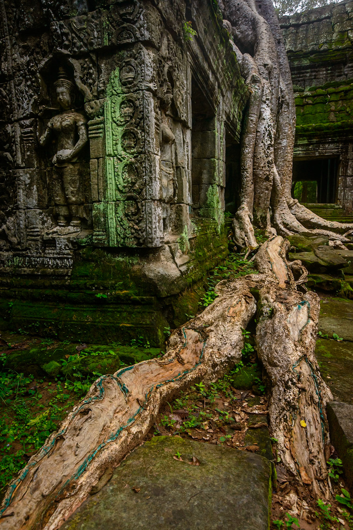 Roots