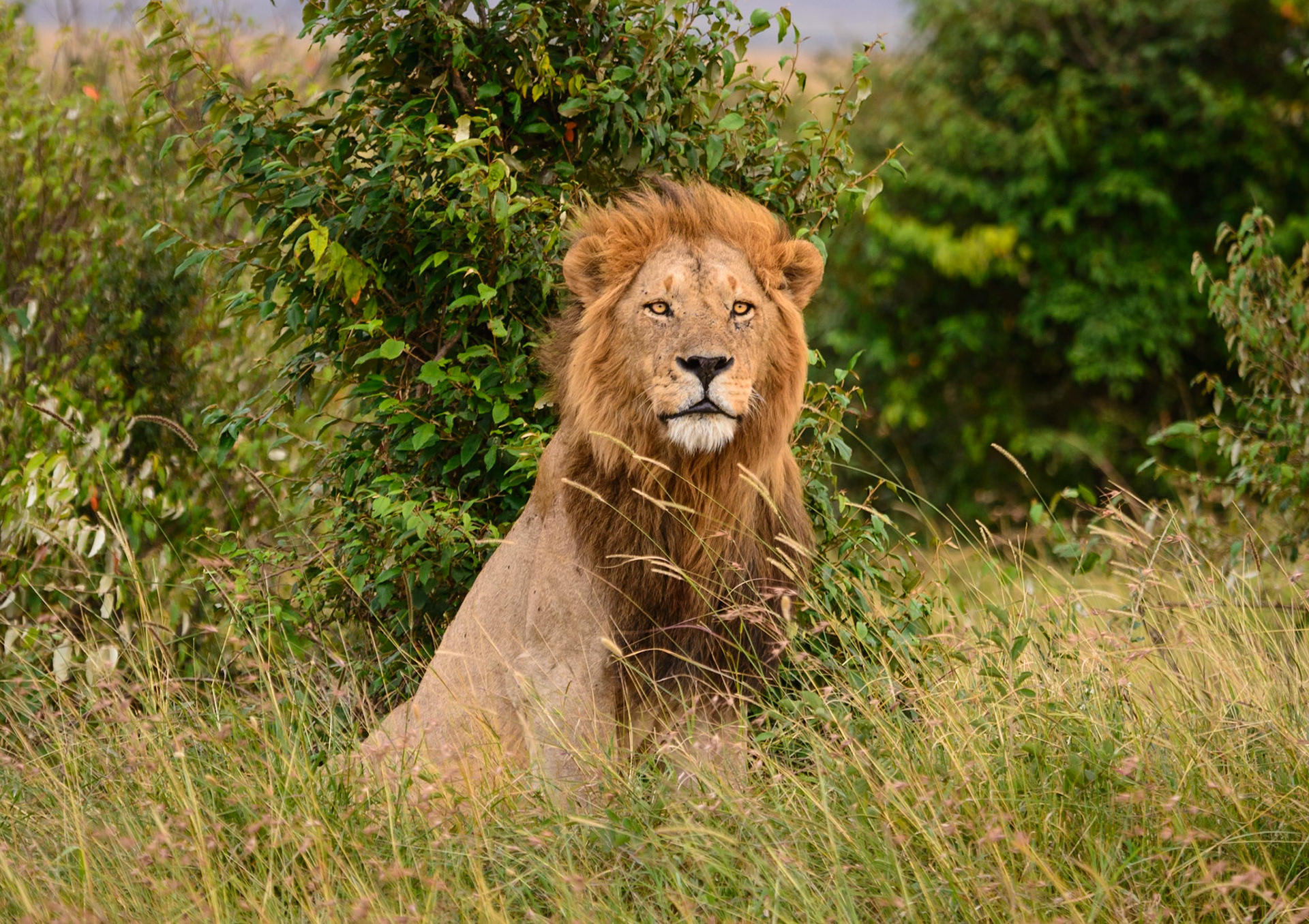 The King
