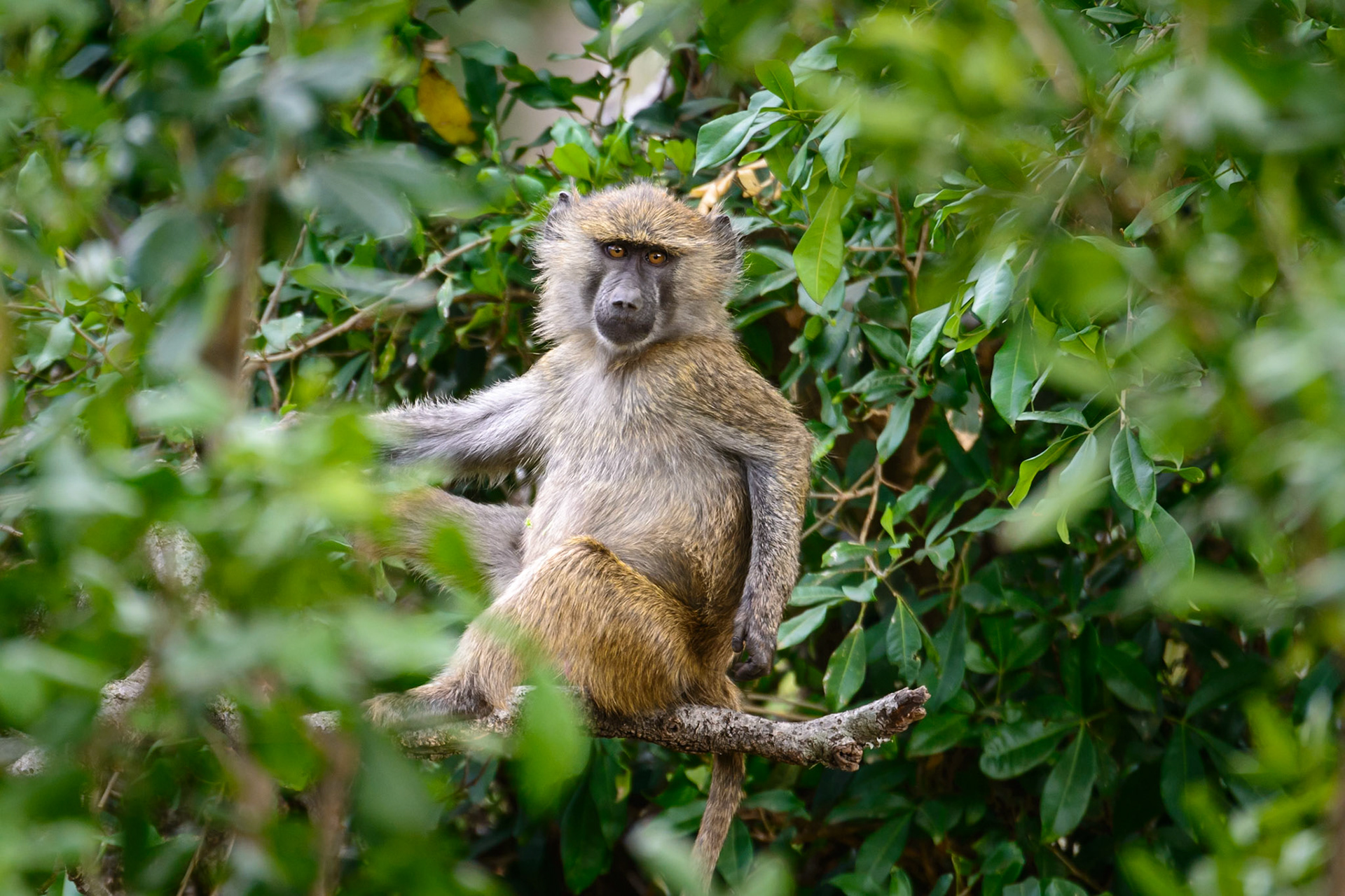 Playful Baboon stops for a moment to pose for a photo