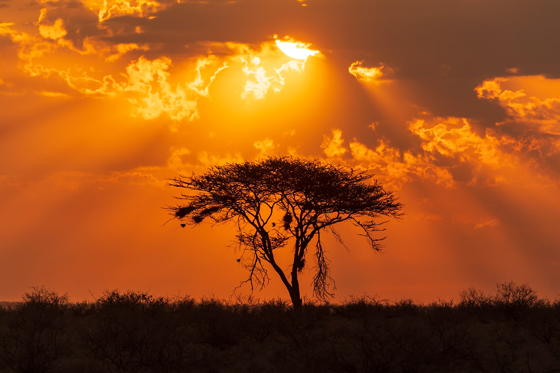 Samburu Sunrise
