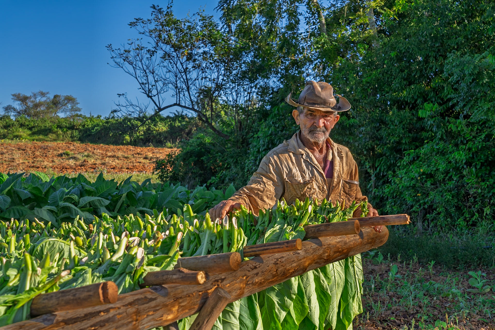 Tobacco Farmer