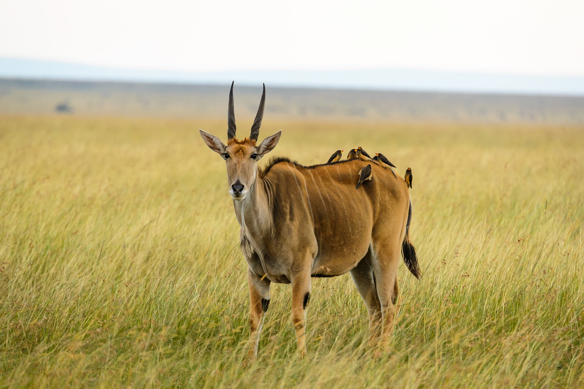 waterbuck
