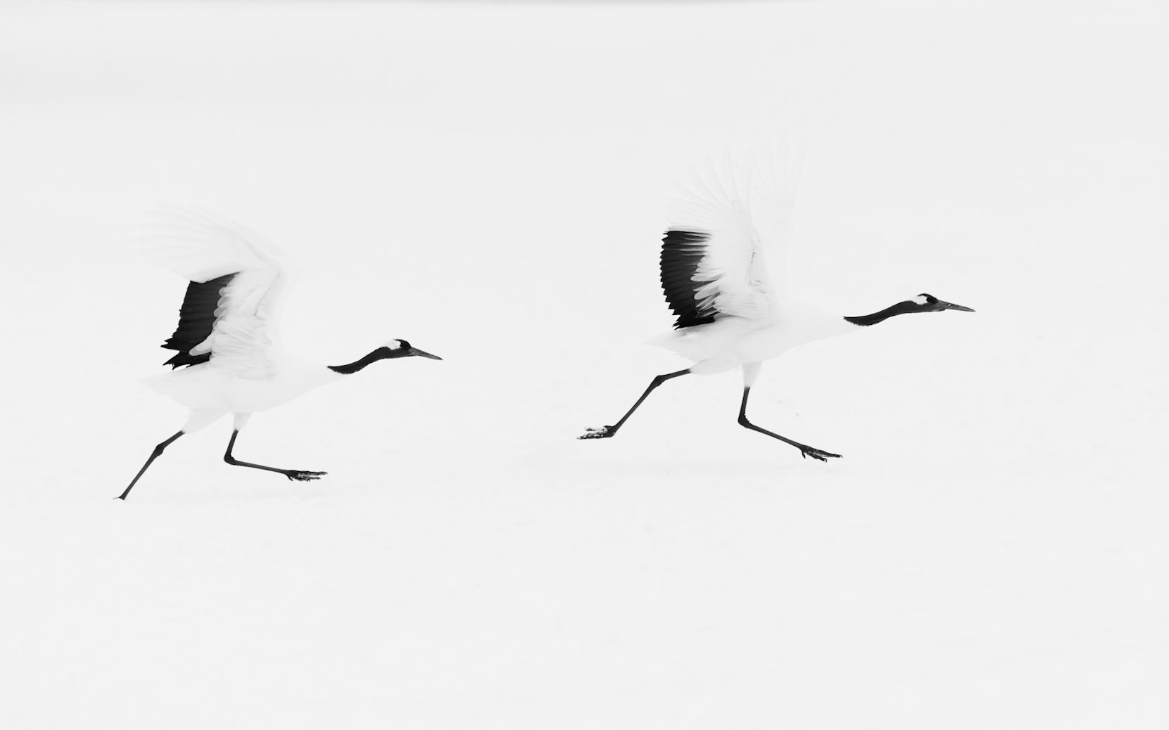 Two red crown cranes are running to take off. This was captured in northern Japan in January, 2023. The red crown crane is considered sacred and a sign of fidelity. My goal was to isolate the cranes on the snow as to create more of an abstract image.  The soft light eliminated the shadows and footprint in the snow, and made the snow appear untouched.HM in Minimalist Awards 2024 - Open category