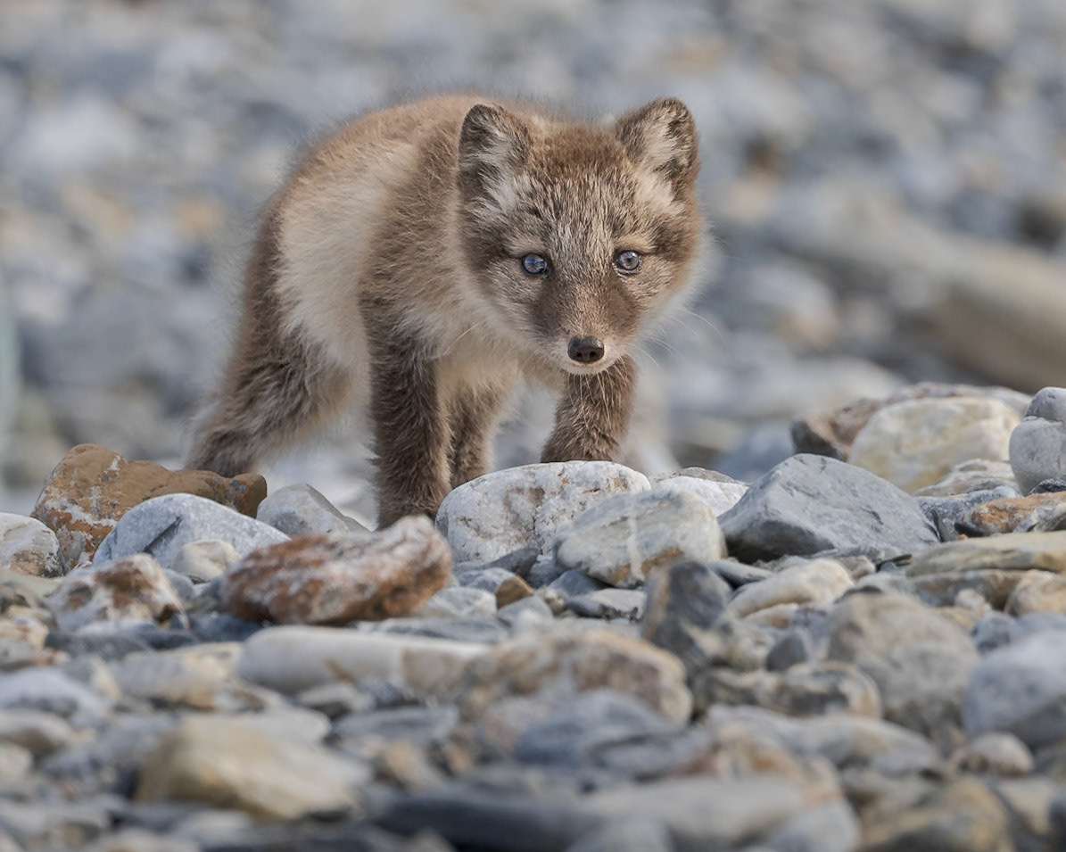 Curious Young Arctic Fox