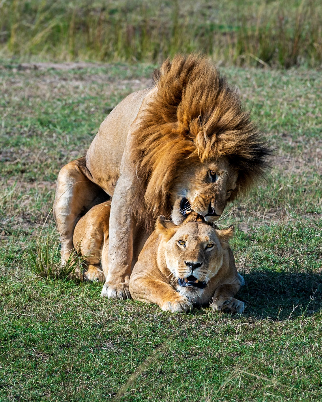 A Kings Passion, Wild Passion, The beginning of Life