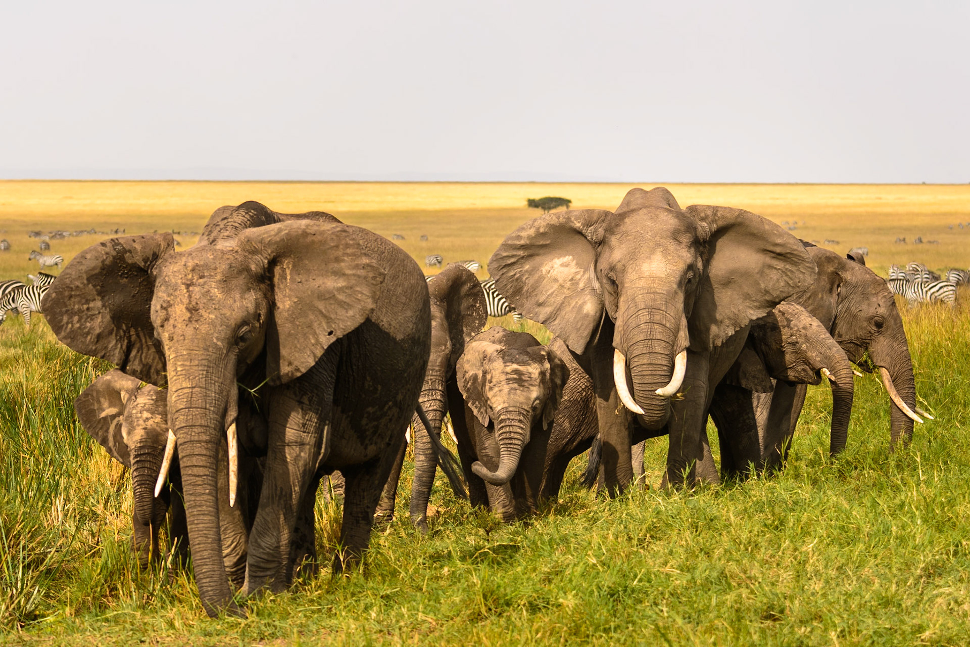 Here Comes the Herd