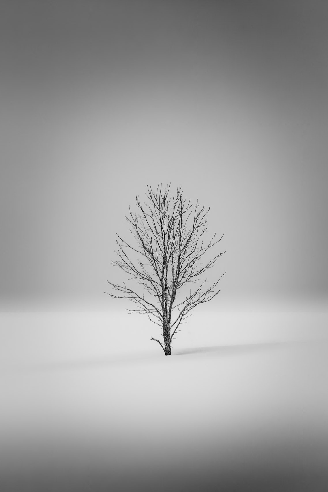 The Lonely Tree