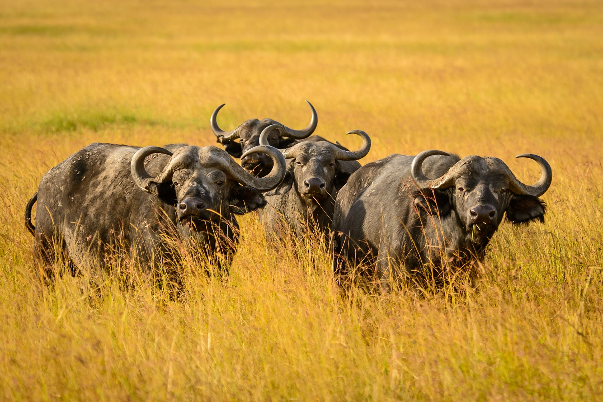 African Buffalo - "What's Up?"