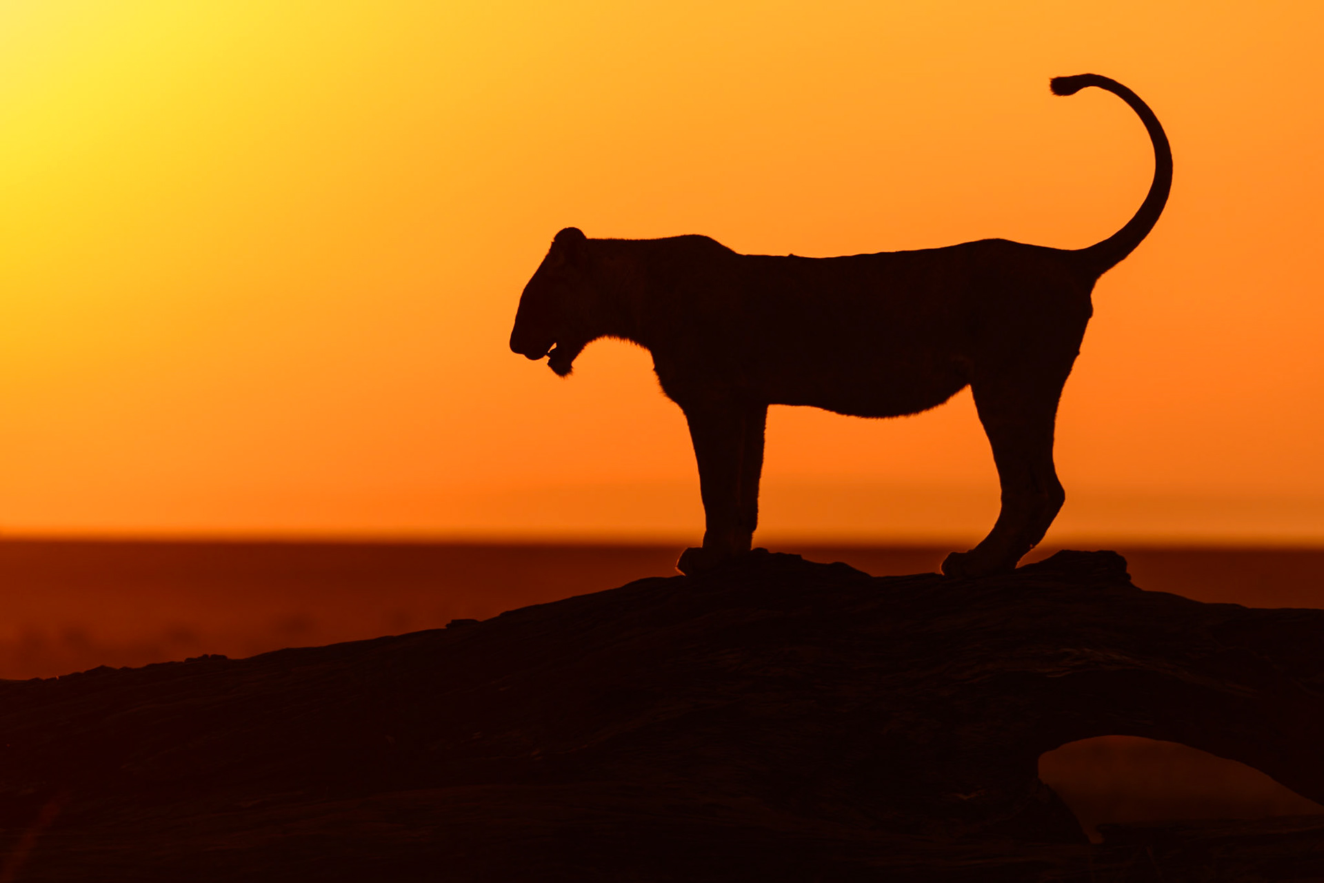 The sun was just rising on the Maasai Mara as I watched this lioness hop up on the fallen tree and look off to the sunrise. In the distance a herd of zebra grazed. It was as if she was choosing between enjoying the first rays of sun or pursuing breakfast. (HM PCC)