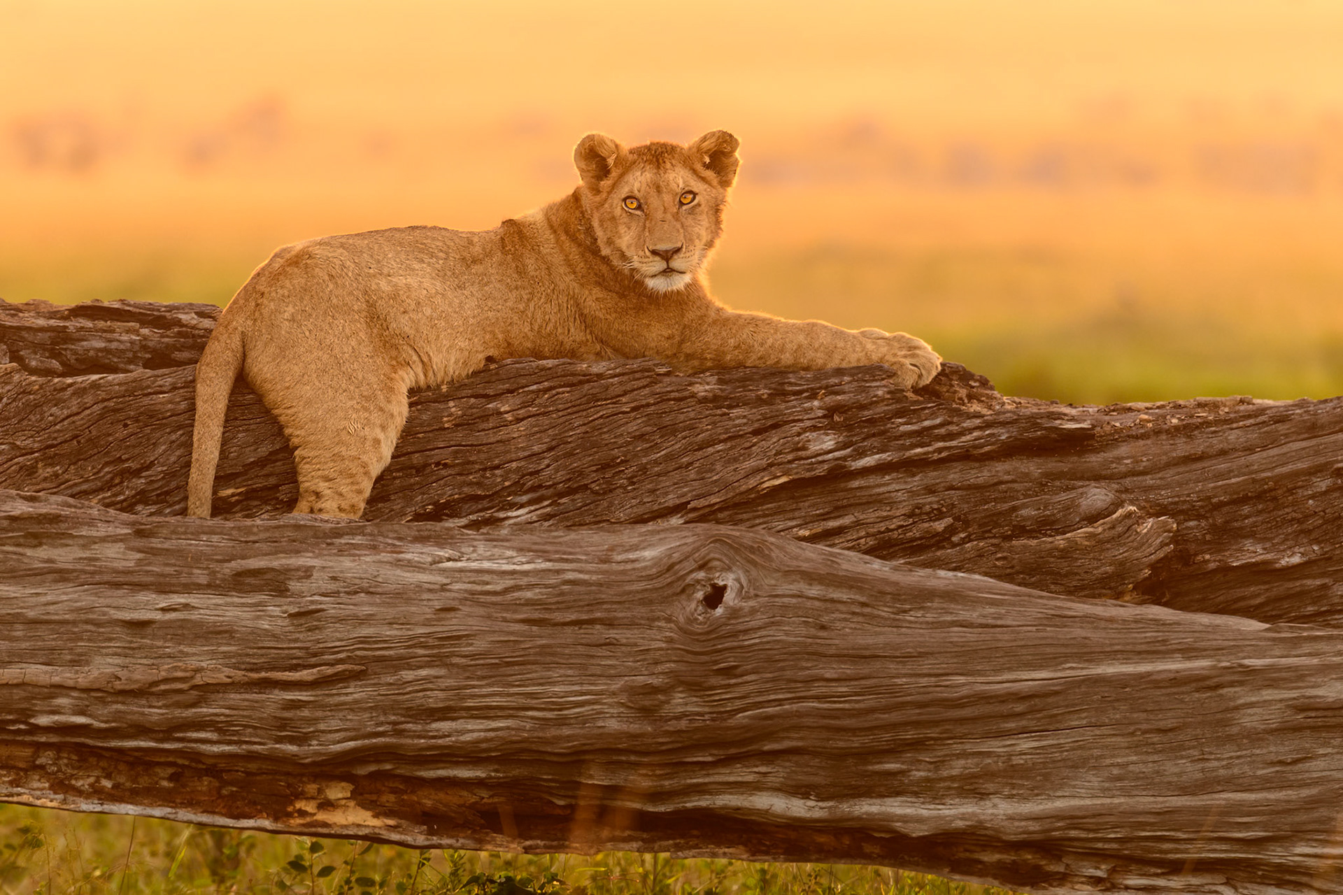 Relaxing after the kill