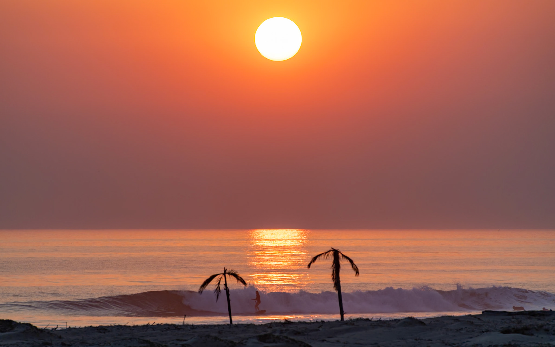 Between the Palms