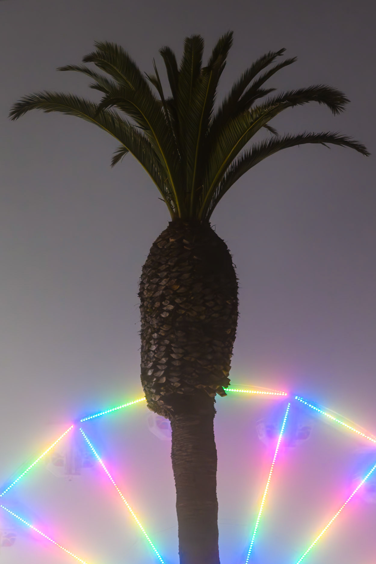 Fair Fronds