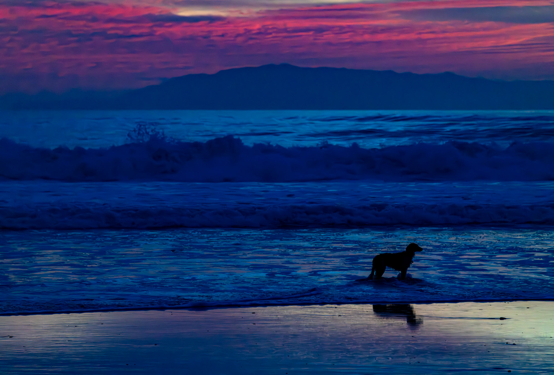 Black Dog, Red Sky
