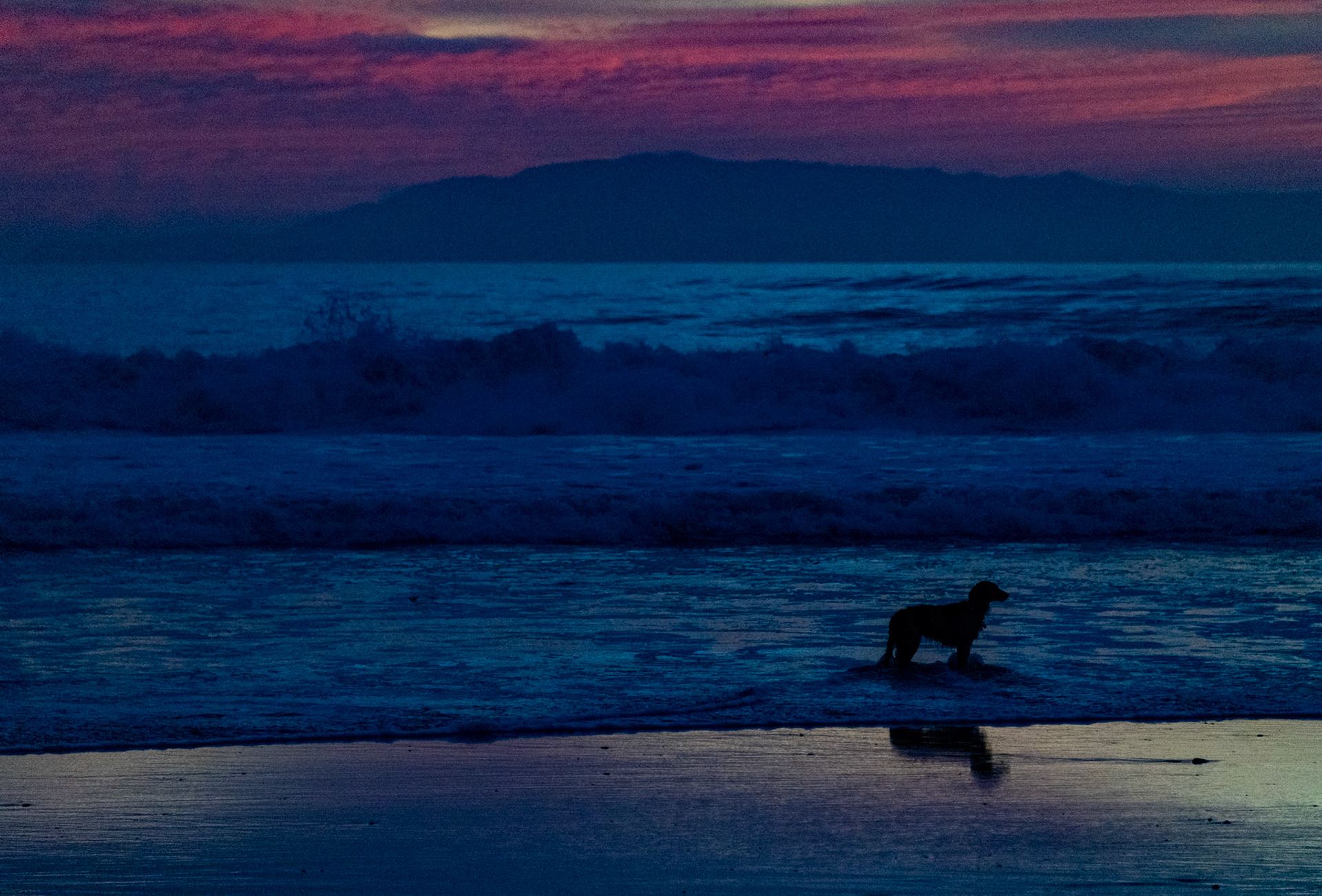 Black Dog, Red Sky