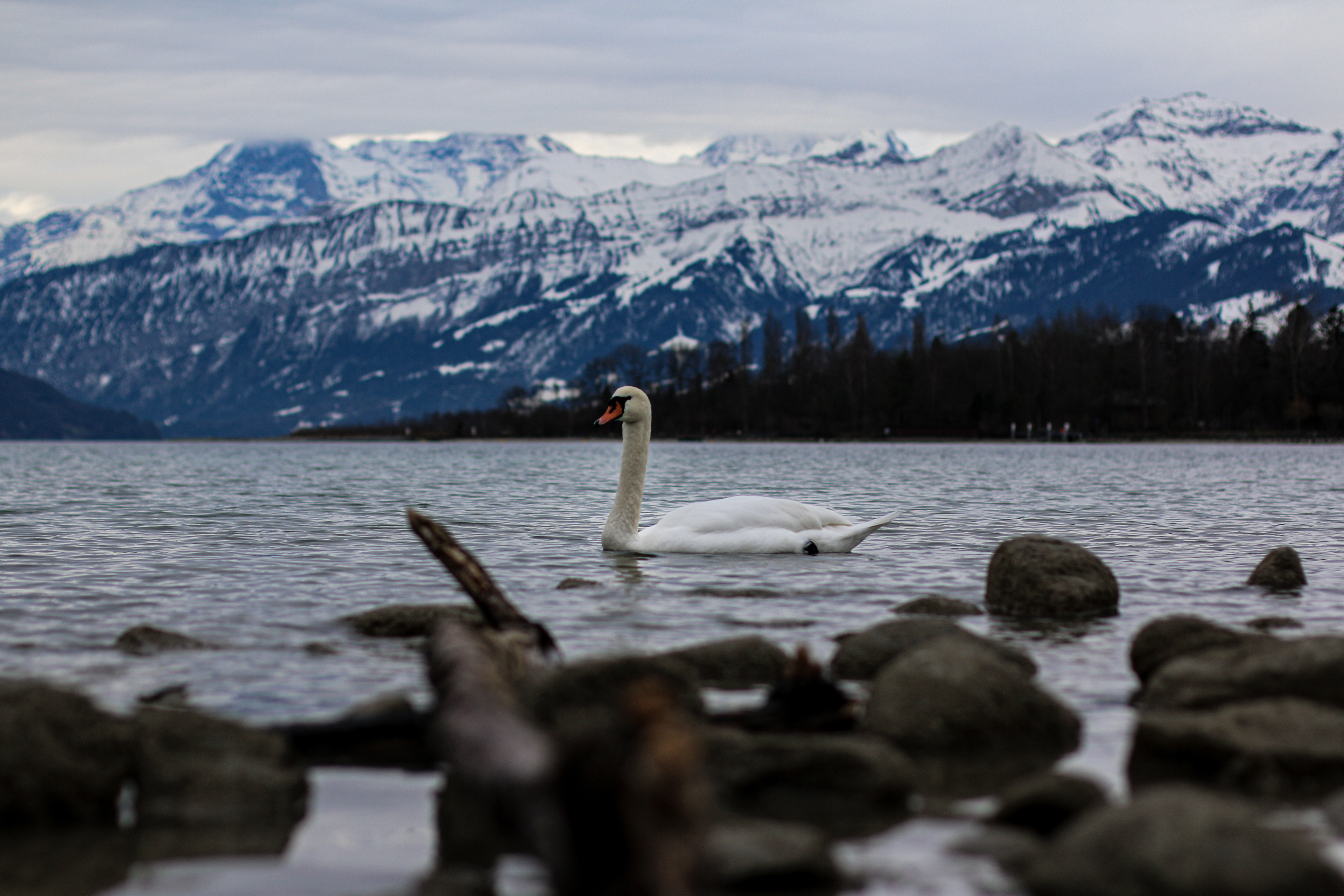 Schwan im Thunerse