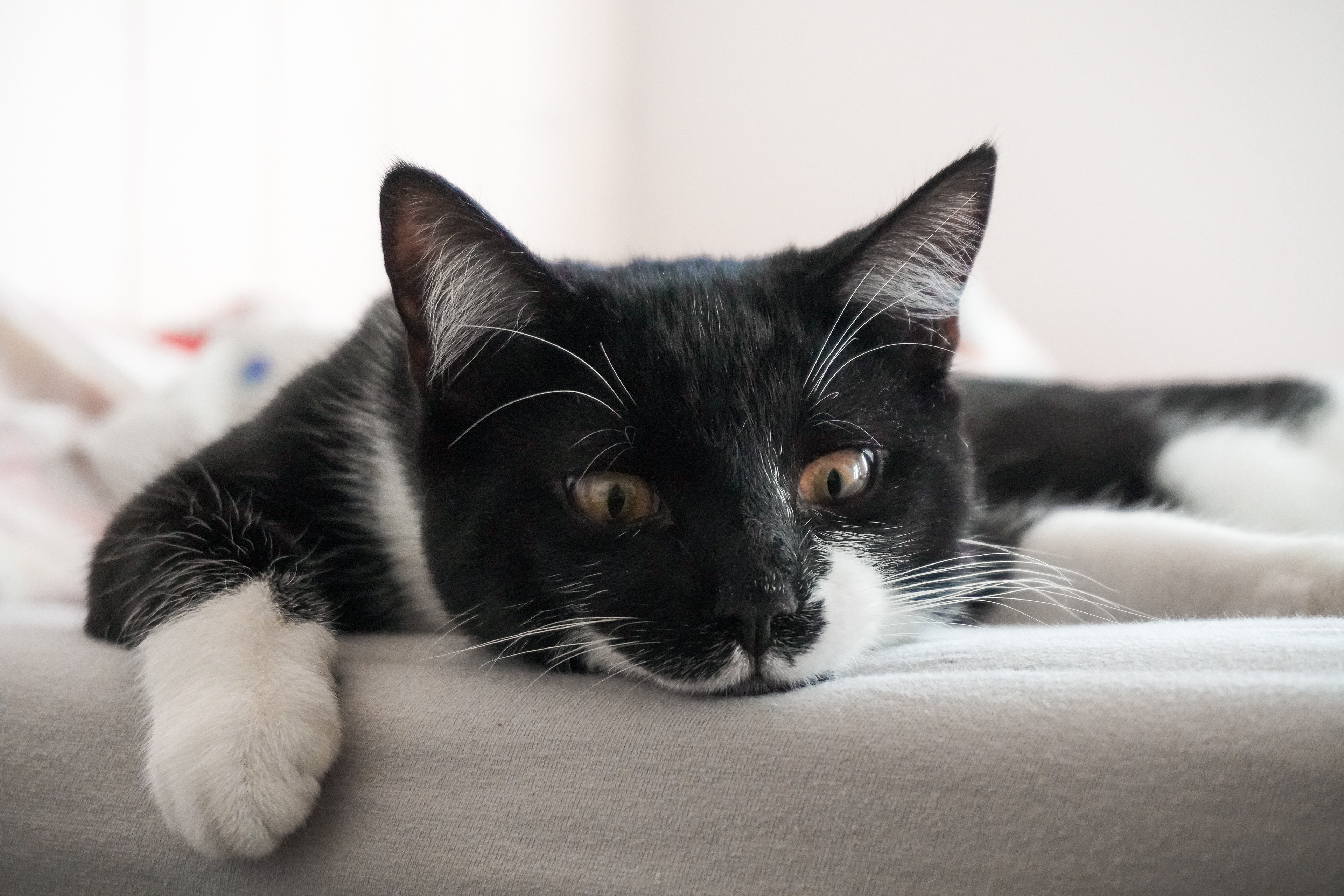 Junge Katze